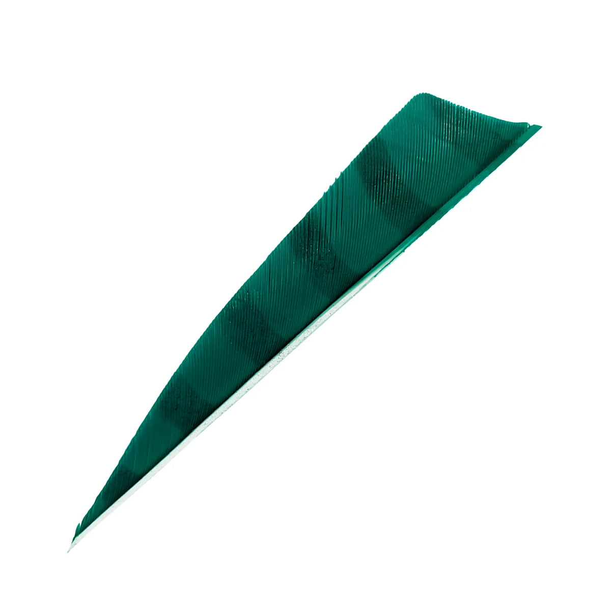 Bodnik Archery RW Shield Barred Naturfeder – einzeln
