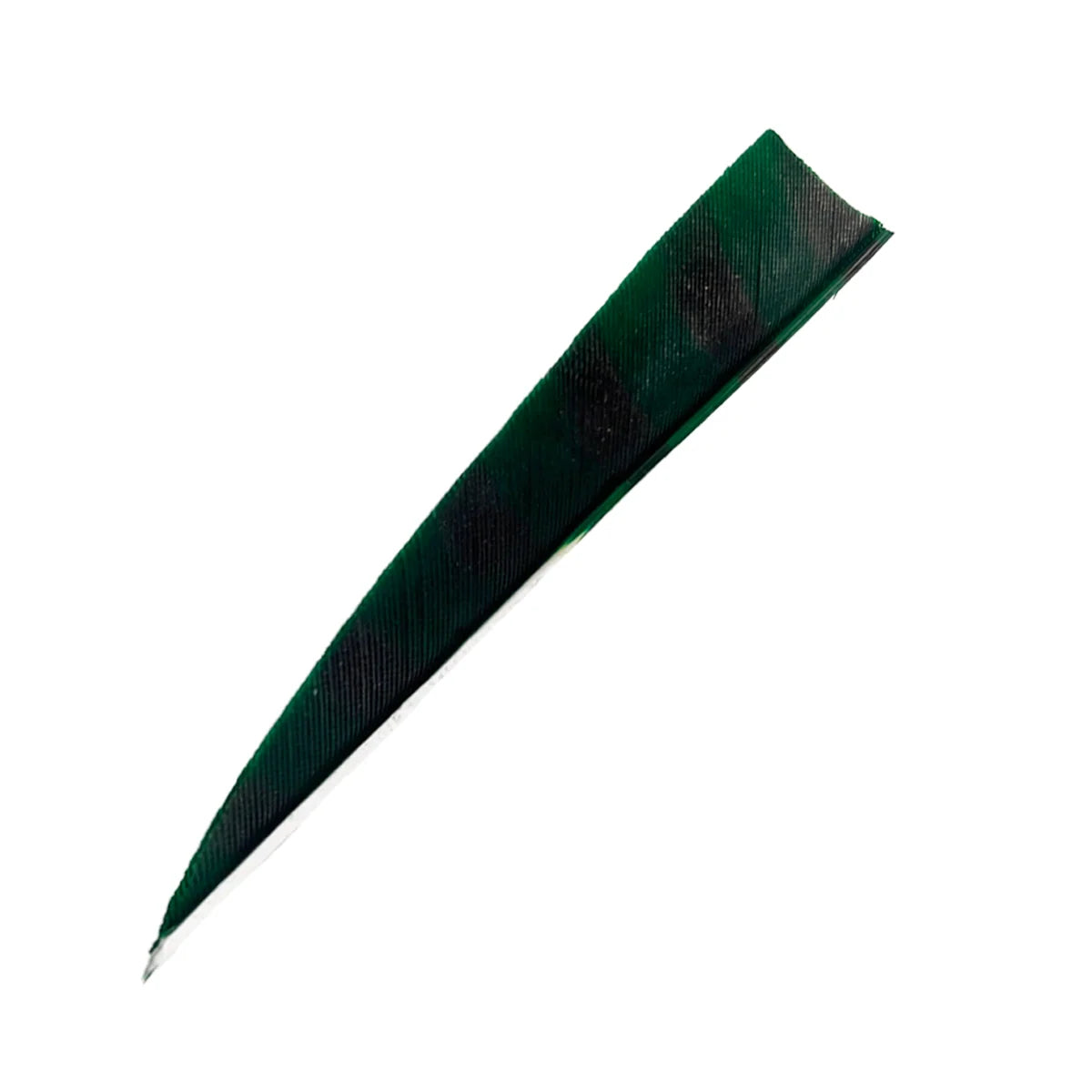 Bodnik Archery RW Shield Barred Naturfeder – einzeln